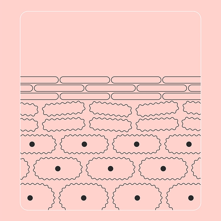 illustration showing how it sinks into skin